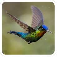 Heritage blue Mountain Coffee hummingbird