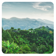 blue mountain jamaica